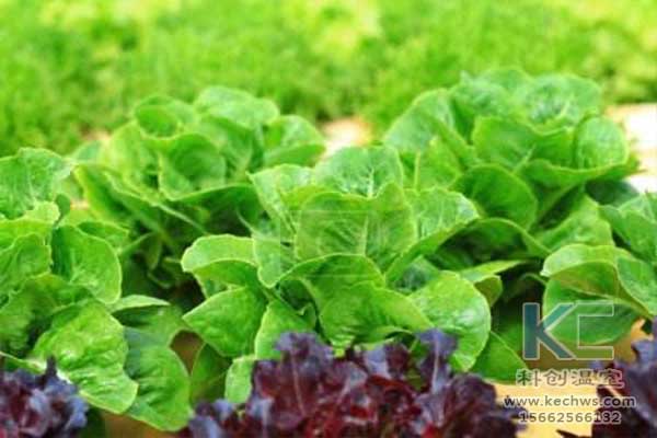 無(wú)土栽培，無(wú)土栽培技術(shù)，無(wú)土栽培設(shè)備