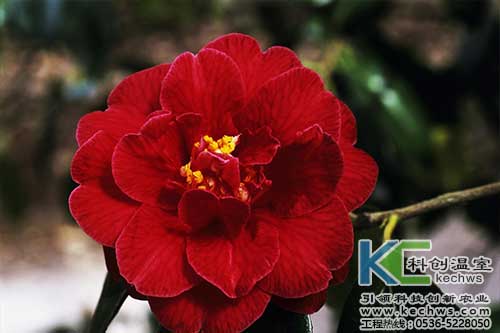 無土栽培，無土栽培技術(shù)，無土栽培設(shè)備