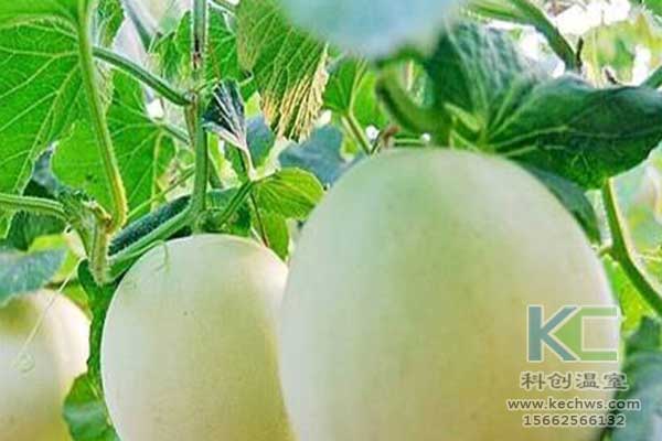 無土栽培，無土栽培技術，無土栽培設備