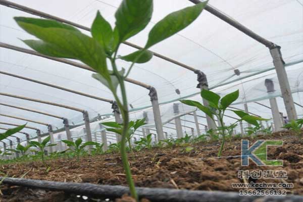 無土栽培，無土栽培技術(shù)，無土栽培設(shè)備