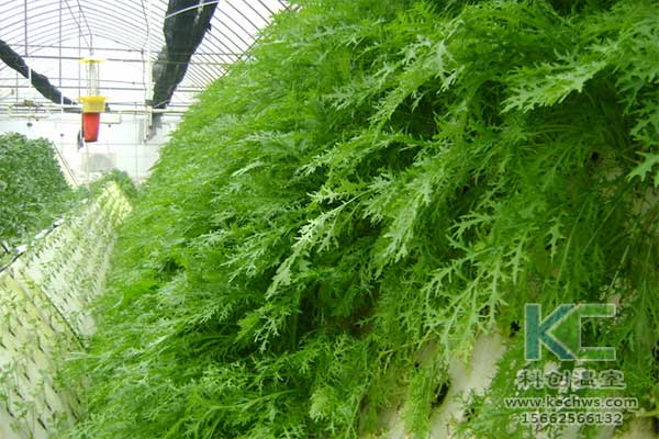 無土栽培，無土栽培技術，無土栽培設備