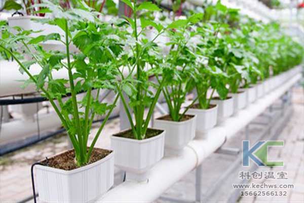無土栽培，無土栽培技術，無土栽培設備