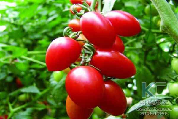 無土栽培技術(shù)，無土栽培設(shè)備，溫室大棚，蔬菜大棚