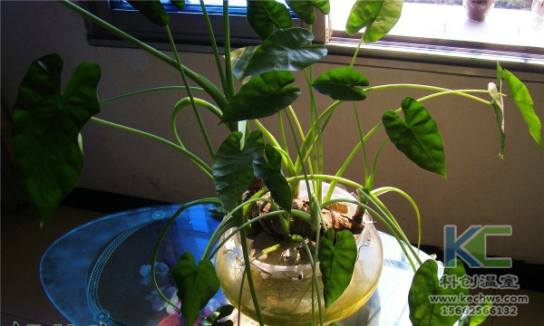 無土栽培,無土栽培技術,無土栽培設備