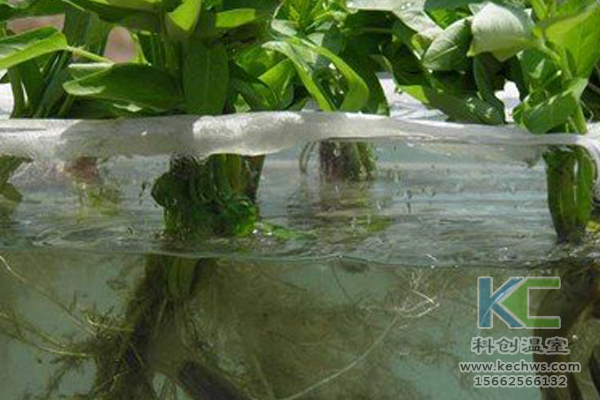 有機蔬菜栽培，無土栽培技術(shù)，無土栽培，溫室大棚