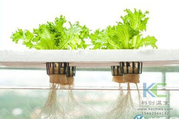 魚菜共生系統，無土栽培技術，無土栽培，溫室大棚