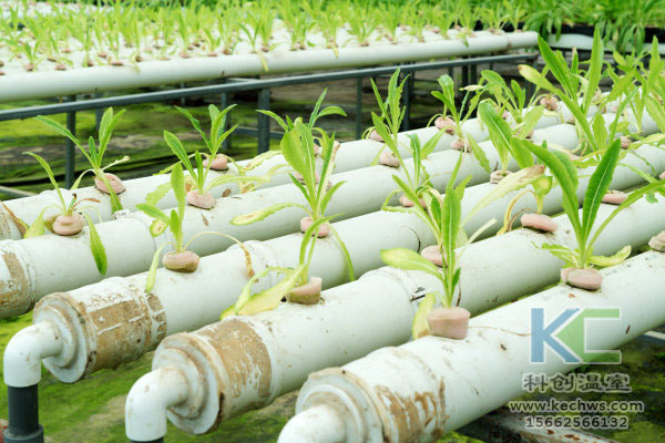 無(wú)土栽培，無(wú)土栽培技術(shù)，無(wú)土栽培設(shè)備