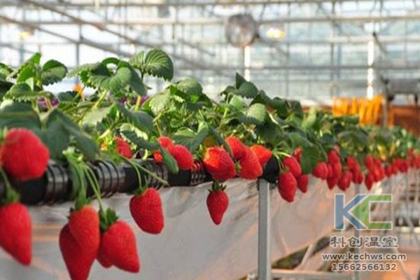 無(wú)土栽培，無(wú)土栽培技術(shù)，無(wú)土栽培設(shè)備