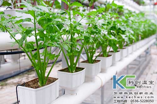 無土栽培，無土栽培技術，無土栽培設備