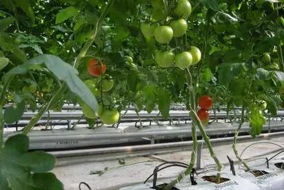 無土栽培，無土栽培技術，無土栽培設備