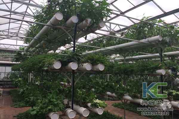 無土栽培技術(shù)，無土栽培，溫室大棚，基質(zhì)栽培