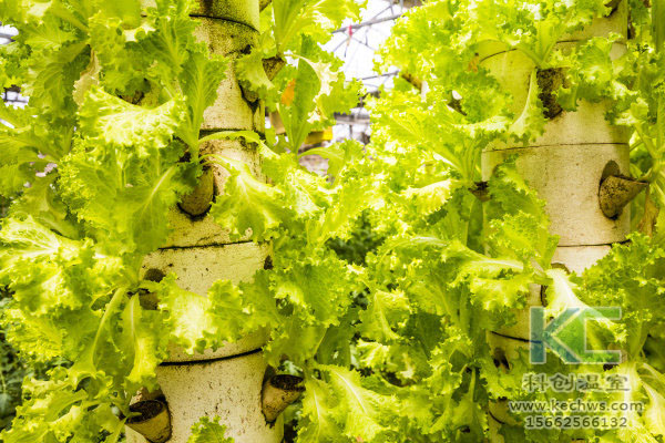 無(wú)土栽培，無(wú)土栽培技術(shù)，無(wú)土栽培設(shè)備