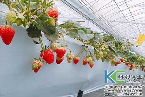 無土栽培，無土栽培技術(shù)，無土栽培設(shè)備