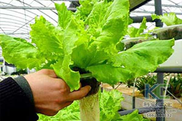 無(wú)土栽培，無(wú)土栽培技術(shù)，無(wú)土栽培設(shè)備
