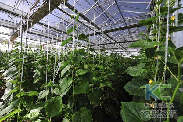 無(wú)土栽培，無(wú)土栽培技術(shù)，無(wú)土栽培設(shè)備