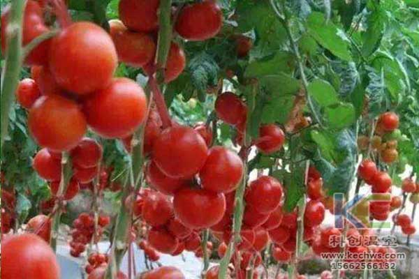 無土栽培，無土栽培技術，無土栽培設備