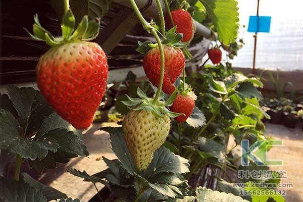 無土栽培，無土栽培技術(shù)，無土栽培設(shè)備