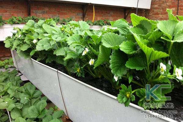 無土栽培，無土栽培技術，無土栽培設備