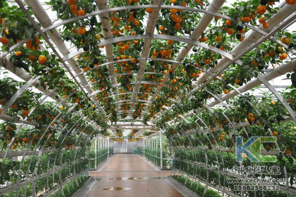 無土栽培，無土栽培技術，無土栽培設備