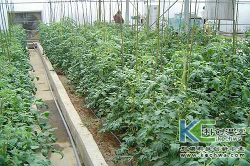 無土栽培，無土栽培技術，無土栽培設備