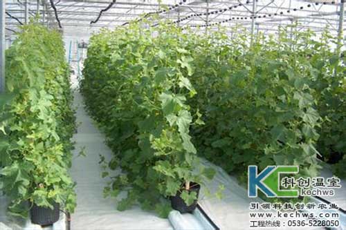 無土栽培，無土栽培技術，無土栽培設備