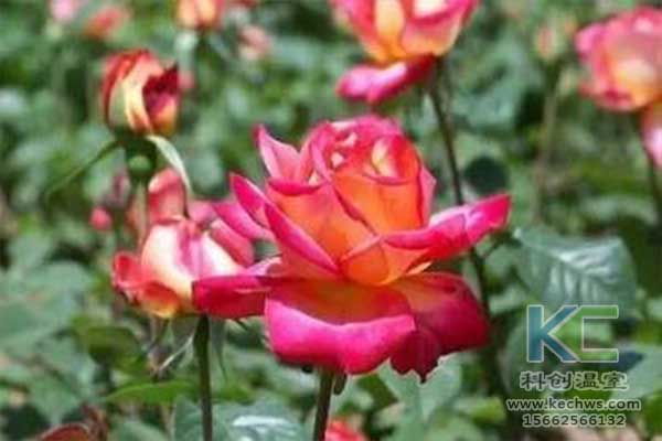 無土栽培，無土栽培技術(shù)，無土栽培設(shè)備