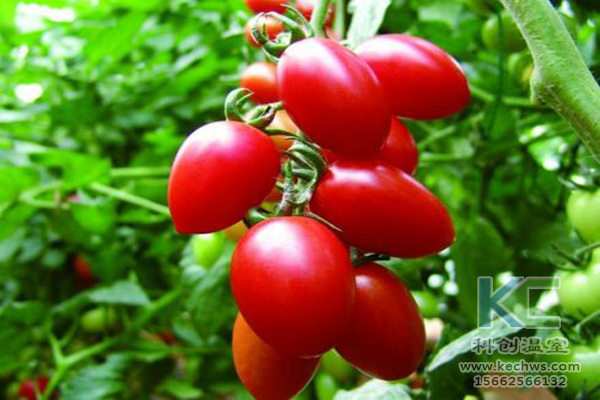 無土栽培，無土栽培技術，無土栽培設備