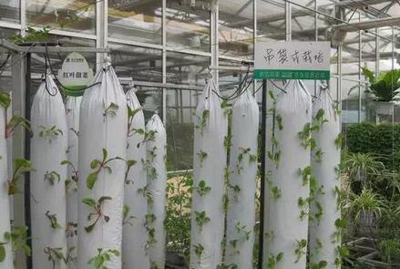 無土栽培，無土栽培技術，無土栽培設備