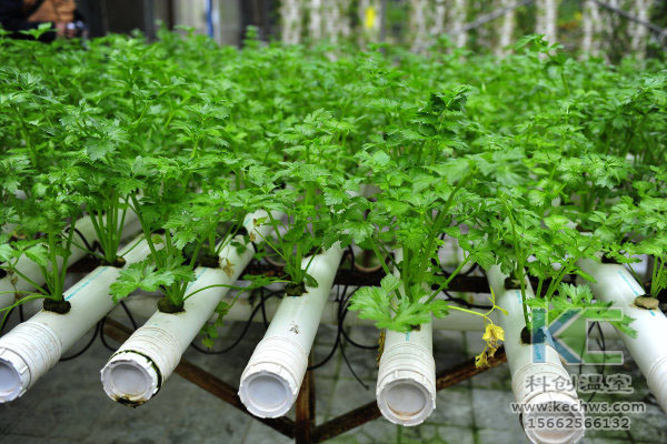 無土栽培，無土栽培技術(shù)，溫室大棚，蔬菜大棚
