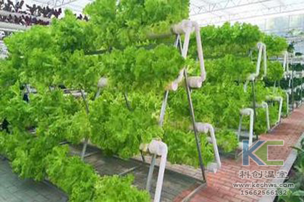 溫室大棚建設(shè)，無土栽培技術(shù)，無土栽培，溫室大棚