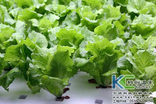 無土栽培，無土栽培技術，無土栽培設備