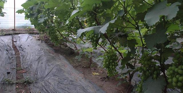 無土栽培，無土栽培技術(shù)，無土栽培設(shè)備