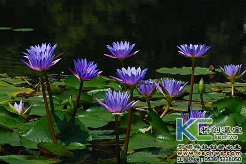 無土栽培，無土栽培技術，無土栽培設備