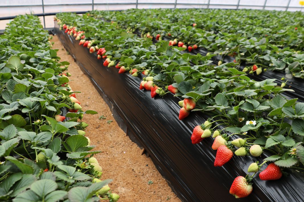 無土栽培，無土栽培技術(shù)，無土栽培設(shè)備