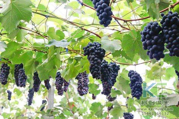 無土栽培，無土栽培技術，無土栽培設備