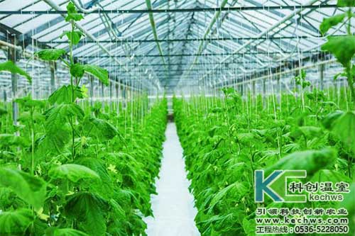 無(wú)土栽培，無(wú)土栽培技術(shù)，無(wú)土栽培設(shè)備