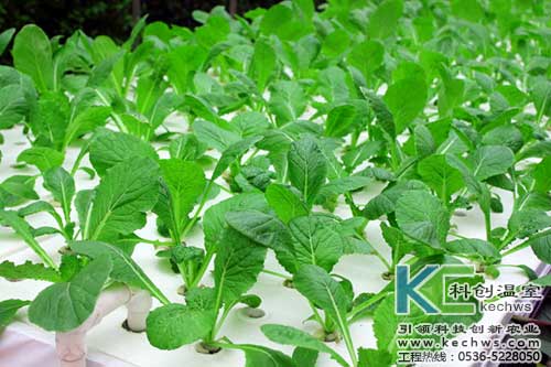 無土栽培，無土栽培技術(shù)，無土栽培設(shè)備