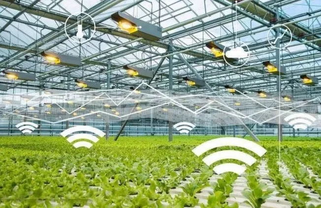 無土栽培,無土栽培技術(shù),無土栽培設(shè)備