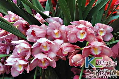 無土栽培，無土栽培技術，無土栽培設備