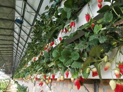 無土栽培，無土栽培技術(shù)，無土栽培設(shè)備