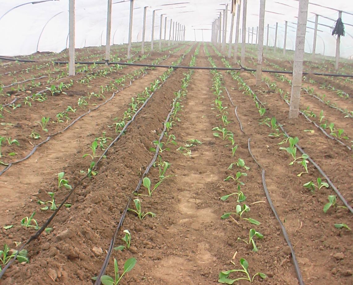 無土栽培，無土栽培技術(shù)，無土栽培設備