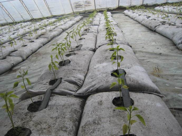 無土栽培，無土栽培技術，無土栽培設備