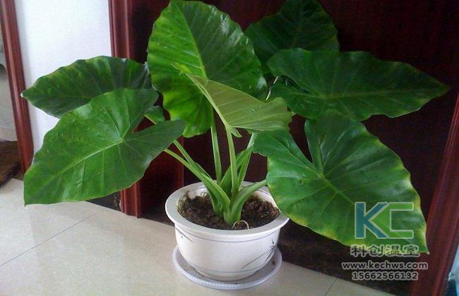 無(wú)土栽培，無(wú)土栽培技術(shù)，無(wú)土栽培設(shè)備