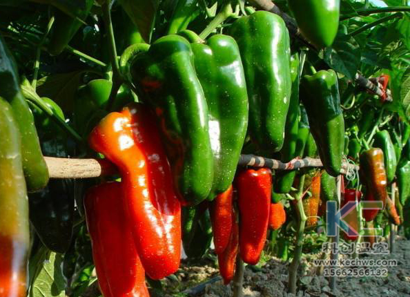 無土栽培，無土栽培技術，無土栽培設備