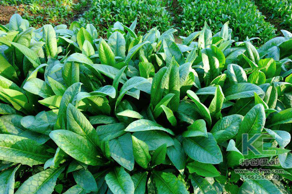 無土栽培，無土栽培技術(shù)，無土栽培設(shè)備