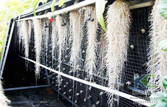 無土栽培，無土栽培技術(shù)，無土栽培設(shè)備