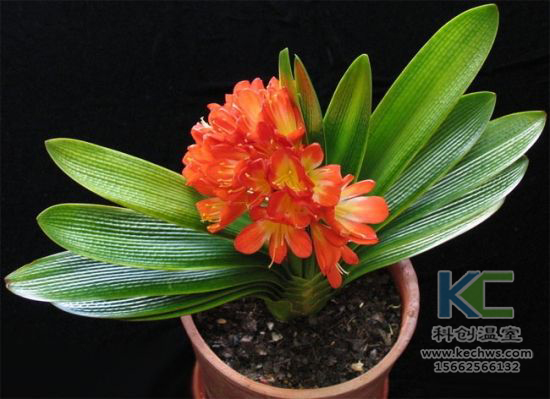 無土栽培，無土栽培技術，無土栽培設備