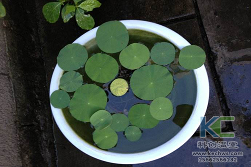 無土栽培，無土栽培技術(shù)，無土栽培設(shè)備