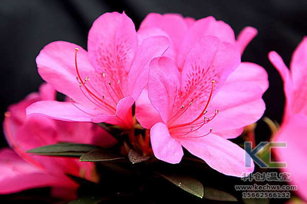 無土栽培，無土栽培技術，無土栽培設備