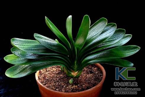 無土栽培，無土栽培技術，無土栽培設備